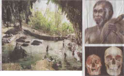 Homo Floresiensis - Flores Adam�